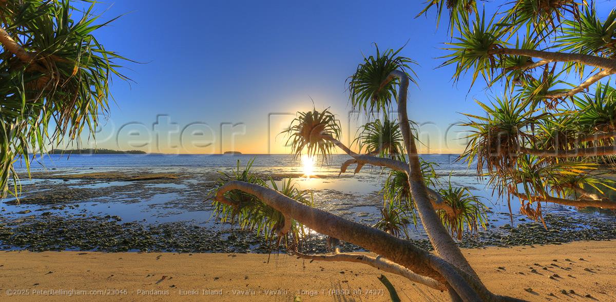 Peter Bellingham Photography Pandanus - Eueiki Island - Vava'u - Vava'u - Tonga T (PB5D 00 7437)